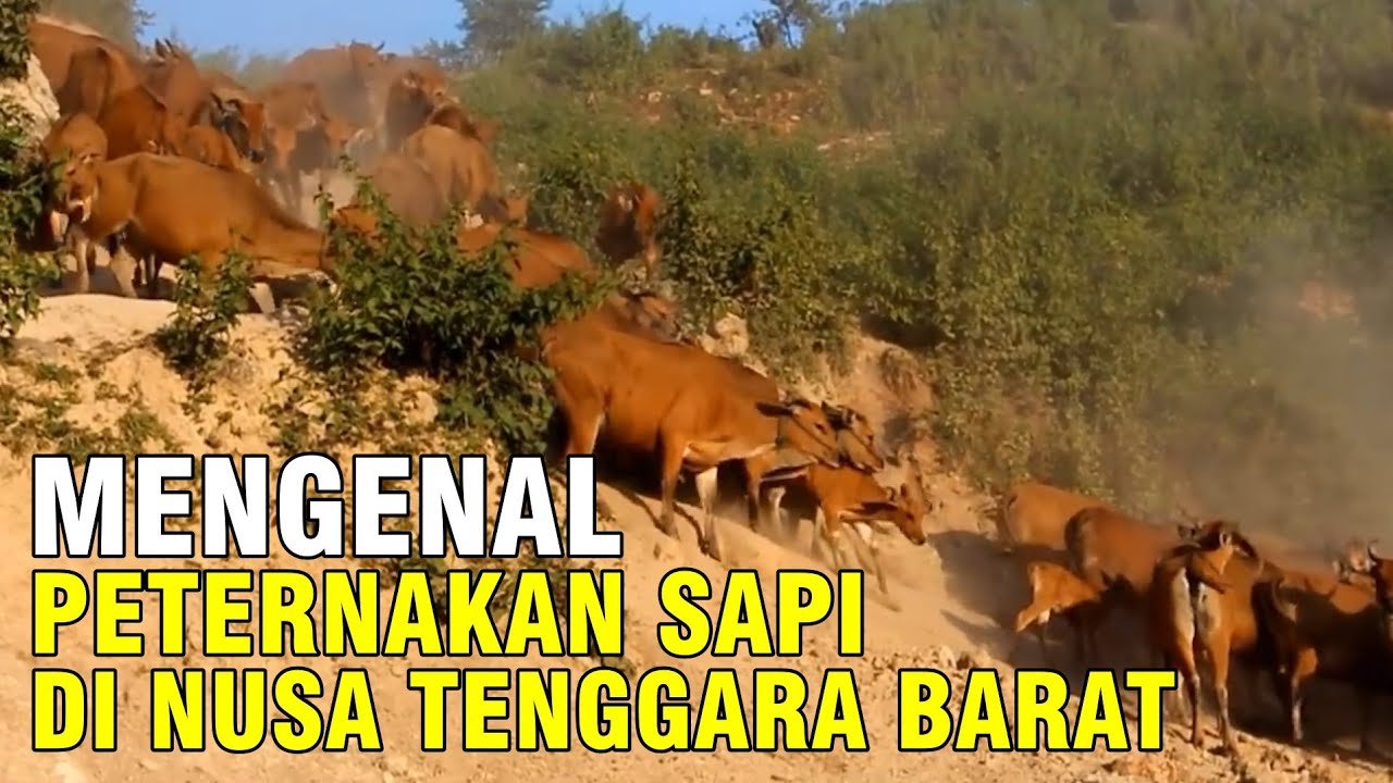 Peternakan Sapi Nusa Tenggara Barat NTB.jpg